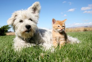 Pet Health Cat and Dog